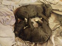 Doodle - Pudel-Mix-Welpen – familiennah & liebevoll aufgezogen
