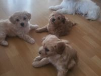 Maltipoo F1 Welpen aus liebevoller Familienaufzucht