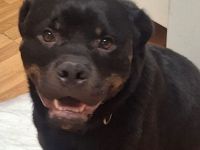 Rottweiler Rüde 19 Monate kastriert