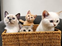 Traumhafte Britisch Kurzhaar Kitten suchen ihr Für-immer Zuhause