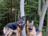 Schäferhund Welpen