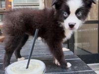 Wunderschöner 13 Wochen alter Border 🦴Collie Rüde sucht ein liebevolles Zuhause 🐾❤️🦴