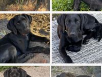 Labrador Ridgeback Mix  Welpen ABGABEBEREIT in Sonderfarbe seal