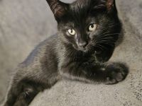 Katzenbaby 14wochen Kater