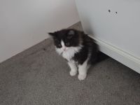 Kitten suchen ein Zuhause BLH Mix