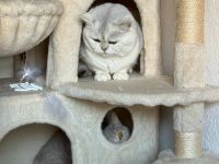 BKH Kitten