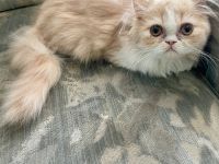 Perser Katze