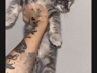 Bkh heilige Birma  kitten