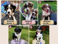 Australian Shepherd Welpen