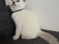 Bkh Kitten Lilac Point Kater