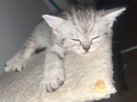 🐾 Liebevolle BKH Kitten suchen ein schönes Zuhause 🐾