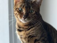 🐾 Liebevolle Toyger-Dame sucht neues Zuhause mit Freigang ❤️