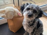 Cavapoo-Hündin