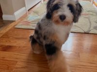 Bernedoodle-Hündin