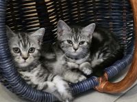 2 BKH Kitten abzugeben