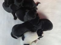 Jack Russell Foxterrier Mix Welpen