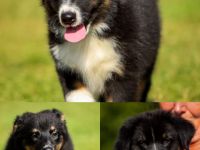 Australian Shepherd (Pfälzer)Welpen , drei zauberhafte Welpen suchen ihre Familien fürs Leben