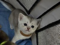 Noch 2 zuckersüße Boys (BKH-Kitten) suchen  ab 24.10. ein liebevolles Zuhause!