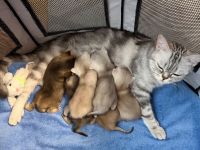 6 zuckersüße BKH-Kitten in Sankt Augustin suchen ab 24.10. ein liebevolles Zuhause!