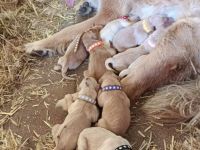 Golden Retriever Labrador Welpen