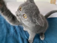 abgabebereit BKH Kitten