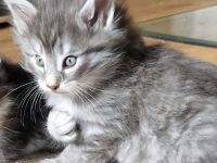 Norwegische Waldkatzen Kitten