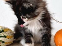 Norwegische Waldkatzen Kitten sucht liebevolles Zuhause für immer