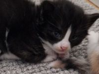 Norwegische Waldkatzen Kitten