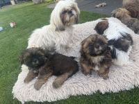 Shih Tzu