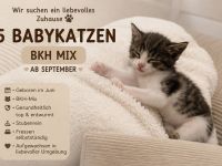Bkh Mix Kitten