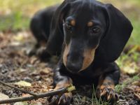 Dackel Rüde sucht neues Zuhause