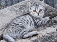 Zwei wunderschöne Bengal-BKH-Mix Katzenmädchen sind ab sofort abgabebereit
