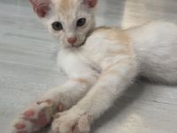 Maine-coon Mix kitten