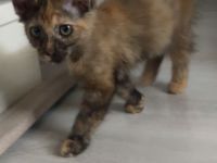 Maine-coon Mix kitten