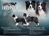 Border Collie Welpen aus FCI-Zucht – Fields of Treasure „B“-Wurf