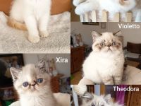 Süße Pointkitten
