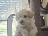 Malteser–Yorkshire Terrier Mix Welpen
