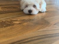 Süße Malteser-Yorkshire-Terrier-Mix-Welpen