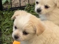 Unsere 6 kleinen Chihuahua Welpen suchen ihr großes Glück! ❤️