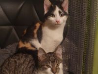 Katzen Schwestern suchen neuen Dosenöffner