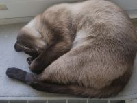 Wunderschöne Siam-Kitten suchen ein liebevolles Zuhause