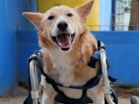 Ein großes Herz für Rollihund Peco gesucht