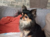 🐶 Chihuahua | Lotti sucht ruhiges, kinderloses Zuhause ❤️ 200€ VB