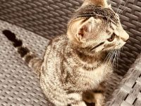 Katzenbaby
