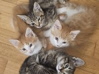 Zuckersüße BKH–Norwegische Waldkatzen Mix Kitten suchen ihr Für-immer-Zuhause 🐾❤️