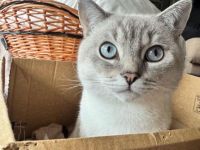 Charmanter Deckkater sucht gepflegte Katzendame