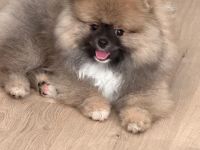 Reinrassiger Pomeranian Rüde Typ Teddy