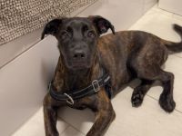Cane Corso / Malinois