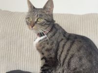 Katze abzugeben