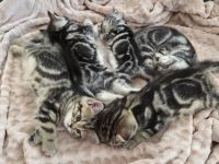 ღ Reinrassige Britisch Kurzhaar BKH Kitten Black Golden Silver Tabby Classic Whiskas